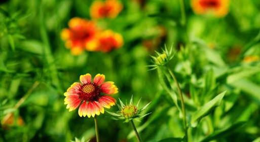 以百合花为象征的团结之花（百合花的花语与团结的意义）
