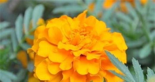 以凤仙花为主题的顽强之美（凤仙花）