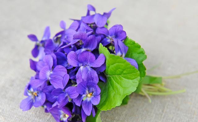 希望之花——向阳花的花语（用向阳花诠释美好与希望的意义）