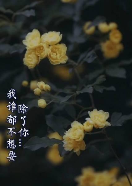 别了，忘不了的花（揭开永不再见的花语面纱）