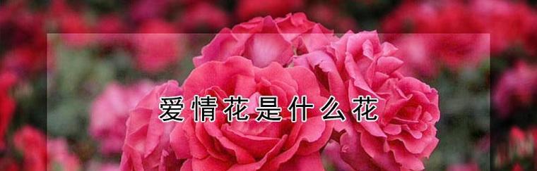 四朵玫瑰花的花语传递爱情的深刻含义（探寻四朵玫瑰花背后的情感宣言）