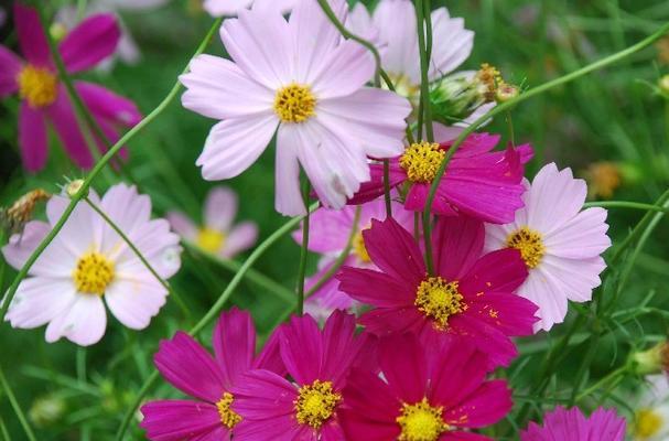 室内波斯菊种植方法（打造室内花园）