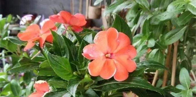 如何选用波斯菊喜肥（喜欢施什么肥料）