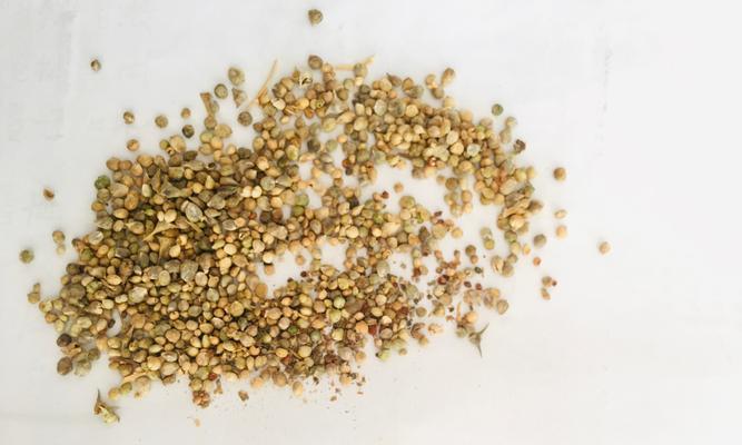 掌握菠菜种子发芽的关键（从几天到几周）