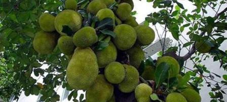 菠萝蜜采摘季节与成熟期（探究菠萝蜜的采摘时间和成熟特征）