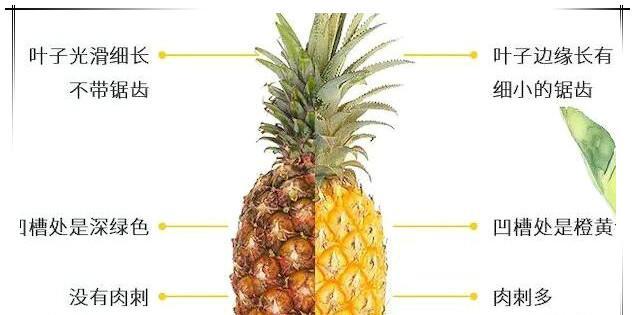 探秘菠萝的生长特点——草本还是木本（解析菠萝的分类及特性）