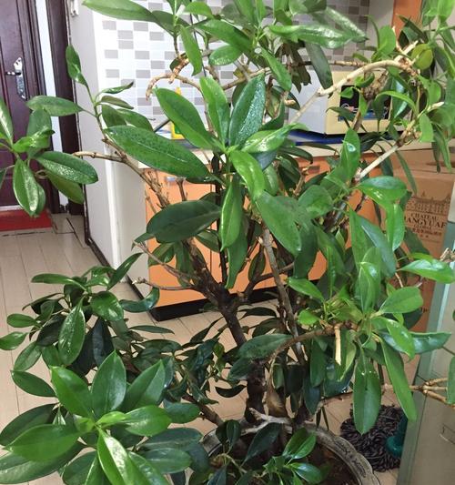 不开花的植物：绿叶生机不止