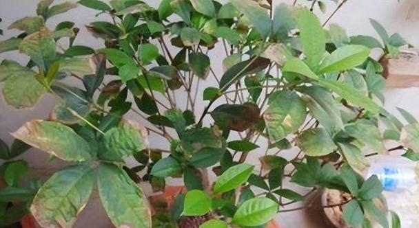 不落叶的神奇植物世界（探索世界上最耐旱）