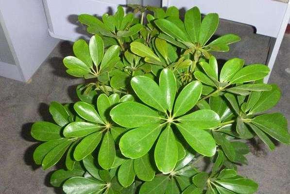 不怕寒冷的绿植盆栽（冬季也能享受绿色生活）