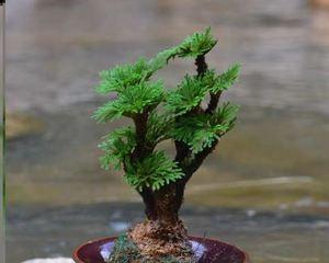 不死草的养殖方法（打造健康茂盛的不死草园）