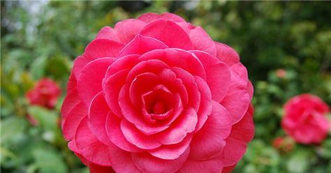 探寻月季花的不同色彩之美（解读各色月季花花语）