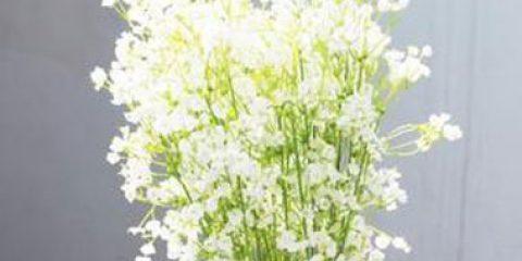 缤纷满天星，不同颜色不同花语（15种不同颜色满天星的含义大揭秘）