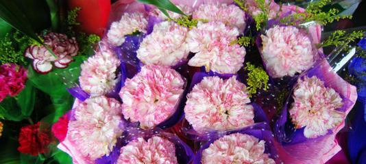 康乃馨花语的深意（送康乃馨花）