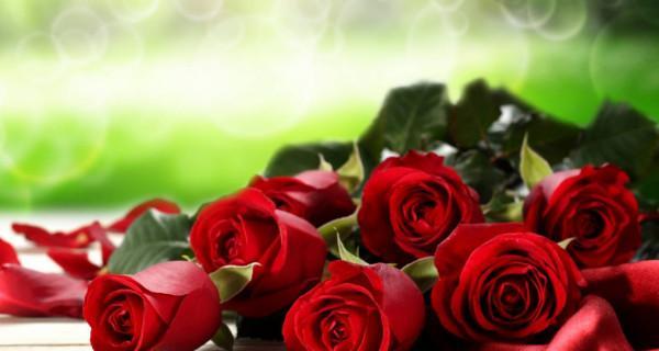 玫瑰花颜色的含义（玫瑰花颜色传达的情感和意义）