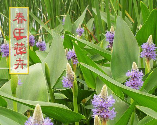 梭鱼草的花语（用梭鱼草诉说生命与希望）