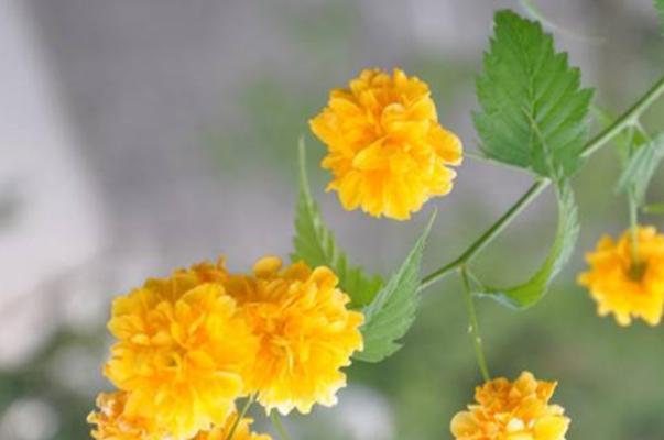 以棠棣花的象征意义（花开花落）