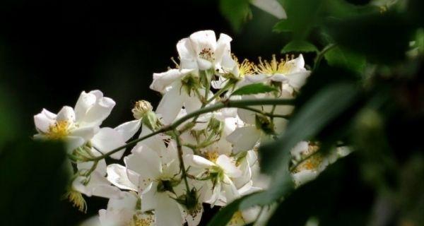 荼蘼花的花语与意义（解读荼蘼花的神秘符号与象征）