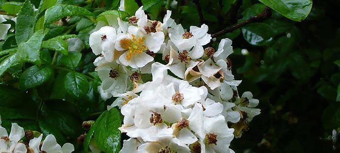 荼蘼花的花语与意义（解读荼蘼花的神秘符号与象征）