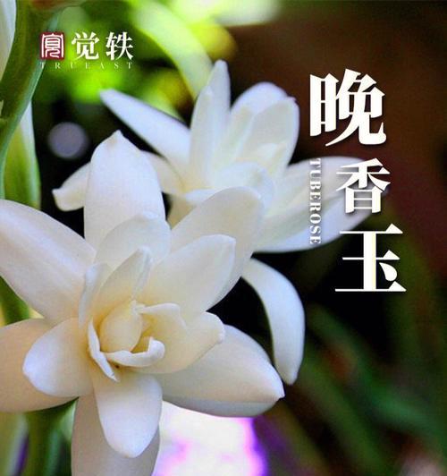 晚香玉花语的神秘之美（探寻晚香玉的花语与意义）