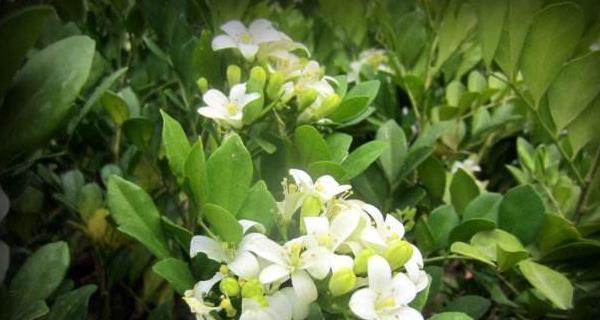 晚香玉花语的意义（探寻晚香玉花语的深层涵义）