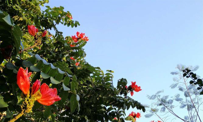 无忧花（解读无忧花的花语）