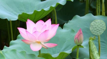 以夏腊梅的花语是什么（探索以夏腊梅的神秘语言）