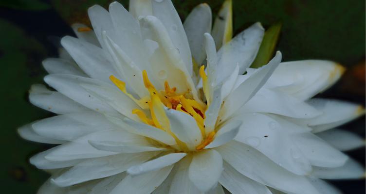 香槟睡莲花语-纯洁与奢华的结合（探索香槟睡莲的美丽花语）