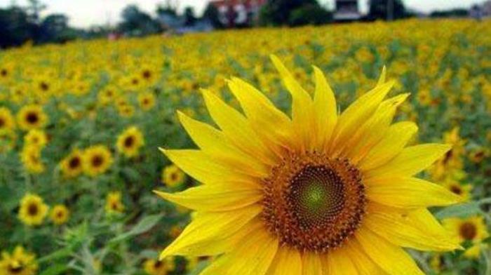 向日葵的花语-阳光、希望与热情（梦想的种子在心中扎根）