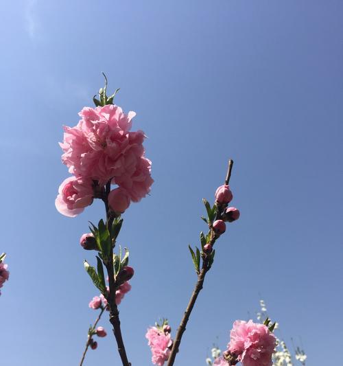 老师，花般的象征（探寻教育中的美好与智慧）