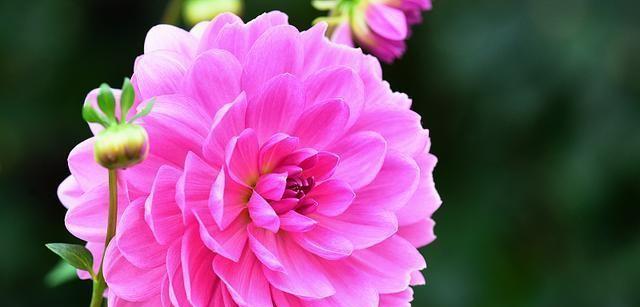 花朵中的幸运符号（揭秘象征幸运的花朵与吉祥之意）