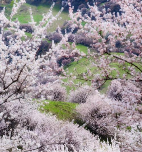 杏花古代别称与花语寓意（穿越时光）