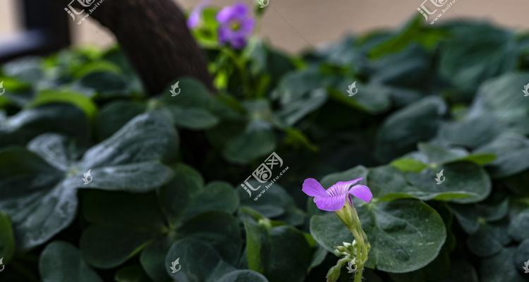 幸运草的象征与寓意（揭秘幸运草的神奇力量）