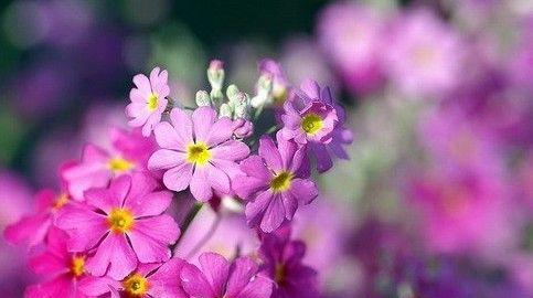 熏衣草的花语（探寻熏衣草的花语和象征意义）