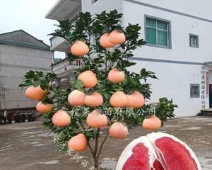 红心柚种植条件及适宜种植地区（热带气候）