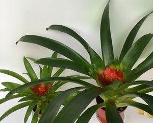 小红星怎么养长（从选种、土壤到光照）