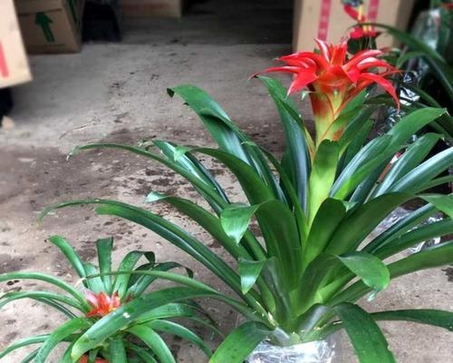 小红星怎么养长（从选种、土壤到光照）