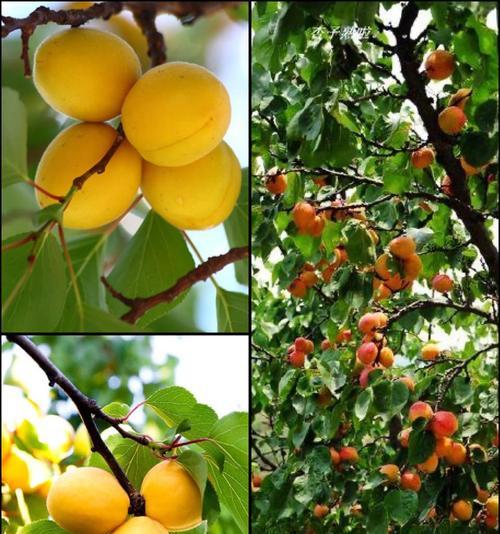 红杏属于什么植物类型（探究红杏的科属与特点）