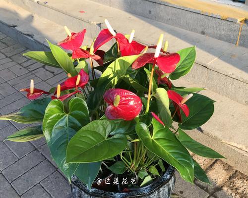 红掌如何正确换盆（红掌的最佳换盆时间与步骤）