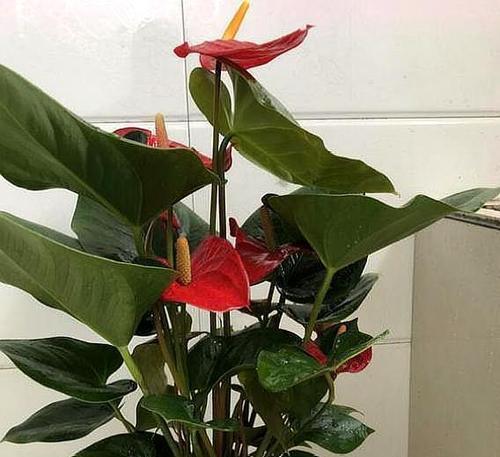 红掌水浇多了怎么办（避免浇水过量）