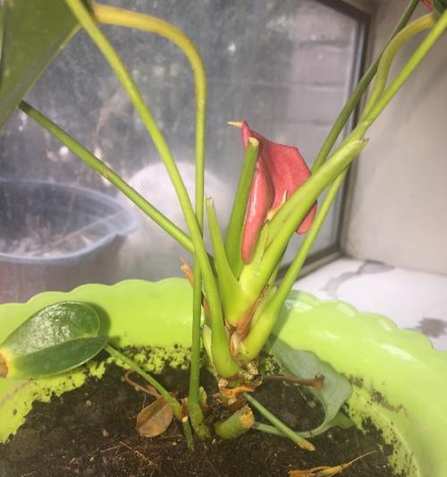 红掌叶子干枯的原因及补救处理方法（植物保健关键——掌握红掌叶子护理技巧）