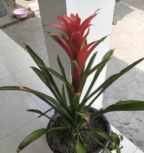鸿运当头浇水，如何正确浇灌（正确浇水的六大要点）