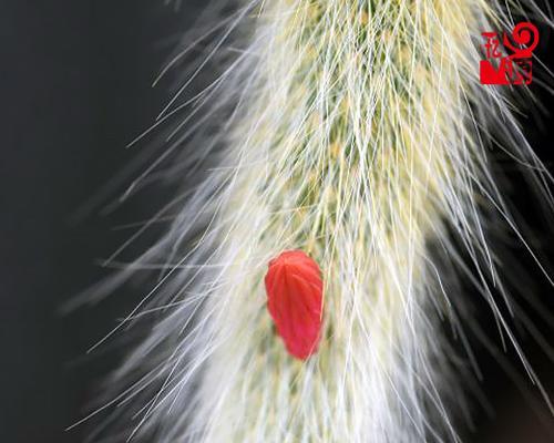 猴尾柱的养护之道——让它开出绚丽花朵（打造花园的亮点）