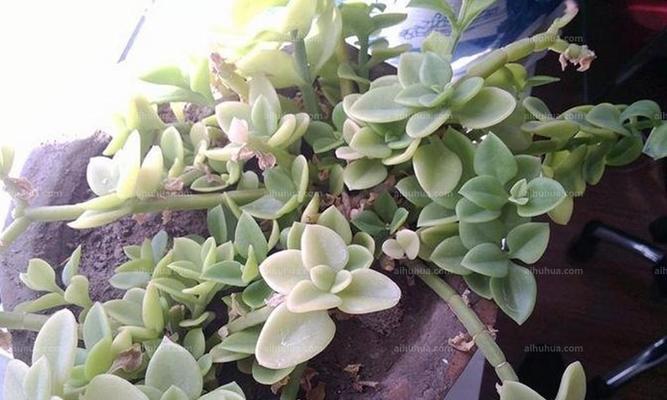 厚脸皮的养成之道（教你如何更旺盛地生存）