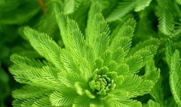 狐尾草的养护方法（让狐尾草茁壮成长的技巧与要点）