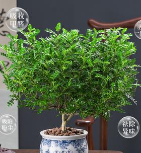 胡椒木的种植与养护（掌握胡椒木的生长习性）