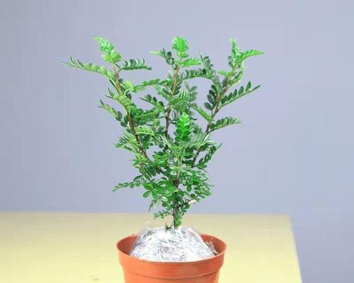 胡椒木（探秘胡椒木吸甲醛的神奇效果）