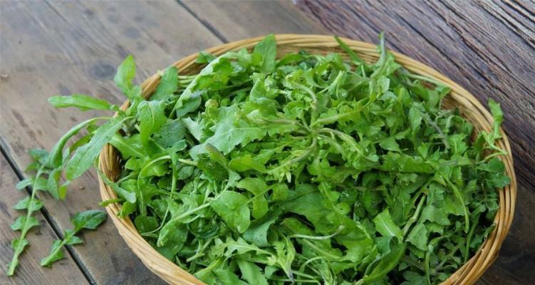 探秘千金菜（了解千金菜的种植）