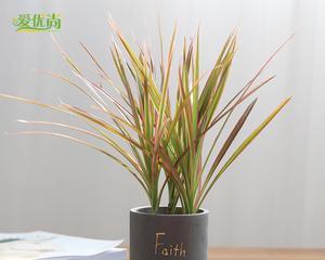 千年木——办公室理想的装饰植物