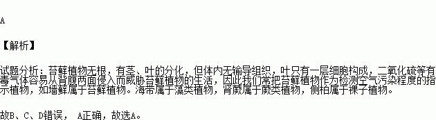 墙藓的分类与特征（探究墙藓作为裸子植物的身份）