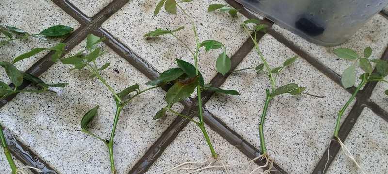 蔷薇插枝生根生长的秘密（探究蔷薇插枝成功率及生长需要注意的要点）